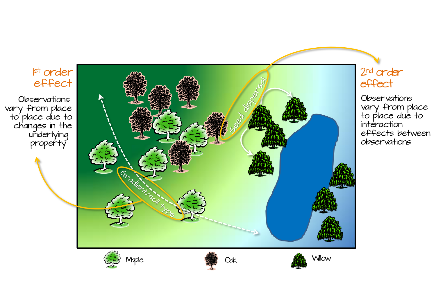 Tree distribution can be influenced by 1^st^ order effects such as elevation gradient or spatial distribution of soil characteristics; this, in turn, changes the  tree density distribution across the study area. Tree distribution can also be influenced by 2^nd^ order effects such as seed dispersal processes where the process is independent of location and, instead, dependent on the presence of other trees.